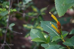 Sanchezia nobilis